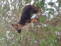 Alman çoban köpeği 4 aylık erkek