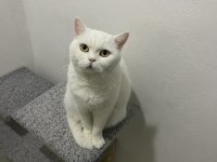 BRİTİSH SHORTHAİR DİŞİ 3 YAŞINDA