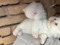 2 Aylık iran kedisi çocuklarımıza sıcak bir yuva arıyoruz.