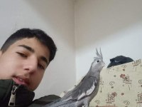 Sultan Papağanı Bebekler Yeni Sahibini bekliyor