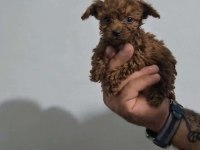 Poodle bebekleri