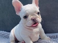 Irk Ve Sağlık Garantili French Bulldog Yavrularımız