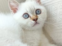 BLUE POİNT BRİTİSH SHORTHAİR YAVRULARIMIZ YUVA ARIYOR