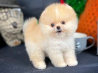 Yavru Patiler Farkı ile Teddy Bear Yavrularımız