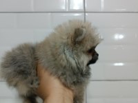Pomeranian Teddy Bear