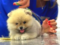 full şecereli ayıcık yüzlü pomeranian Boo
