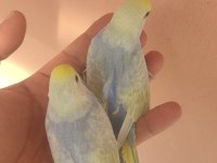 Rainbow çift muhabbet kuşu