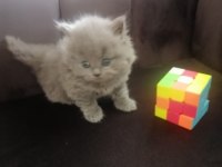 British shorthair yavru Antalya