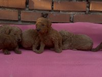 SHOW GÜZELLİKTE SAFKAN TOY POODLE YAVRULAR