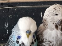 Show jumbo eşli erkek uysal muhabbet kuşumuz
