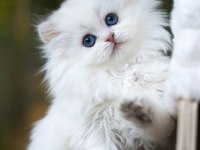 Kusursuz Ns1133 British Longhair