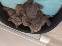 British shorthair dik kulak