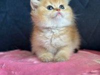 British Shorthair Golden ny11