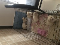 Sahibinden Aşılı Orjinal Maltese Terrier Yavrular
