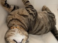 British Shorthair Tekir kırması 8 aylık erkek kedim