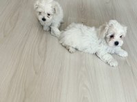 Maltese terrier minikler