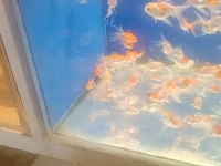 Oranda balıklarımız