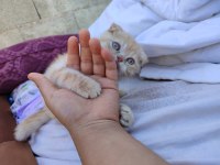 Muhteşem oyuncul kıpır kıpır kedim yuvasını arıyor