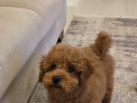 4.5 aylık erkek ped eğitimli aşılı toy poodle