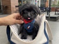Black morkie çok sevimli