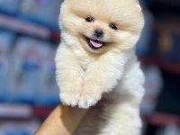2.5 aylık Pomeranian Boo ayı surat yavrularımız