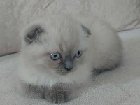 2 aylık scottish fold yavru kedilerimiz