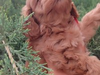 Maltipoo Dizayn Güzellikler