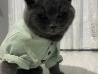 1 yaşında british shorthair