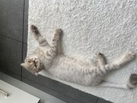Scottish fold whiskey yuva arıyor