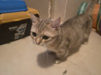 Yuvasını arayan güzellik british shorthair