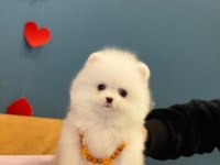 Yeni evlerine gitmeye hazır pomeranian yavruları