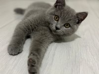 2.5 Aylık Safkan British Shorthair Yavrusu