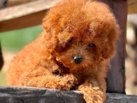 Oyuncak Ayıcık Görünümlü Red Poodle Yavrularımız 