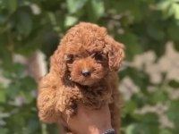 1. Sınıf A kalite poodle yavrularımız