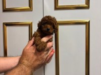 Sağlık ırk garantili Poodle bebekler