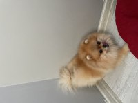 Sıfır numara erkek pomeranian boo yuvasını arıyor
