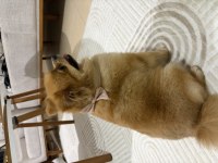 Tatlı mı Tatlı Pomeranian