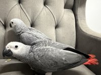 BELGELİ EVRAKLI YAVRU JAKOLAR