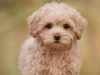 Safkan Maltipoo Yavrular