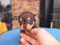 Tea Cup Yavru Chihuahua Sigara Kutusu Kadar