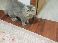 Damızlık scottish fold kısırlaştırılmamıştır