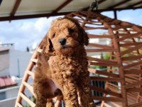 Toy poodle yavrular