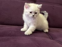 Akıllı uysal tatlı beyaz kedimiz