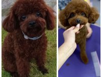 Toy Poodle yavrularımız orjinal red brown
