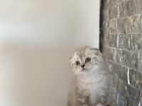 SCOTTISH FOLD YAVRULARIM 