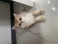 British Shorthair Yavrularımız