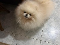 Pomeranian boo kore kan