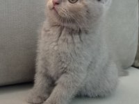 2 erkek kardeş scottish fold