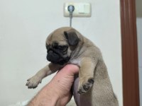 Pollyynin bebekleri yeni evine gitmeye hazır pug