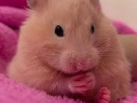 HAMSTER GONZALES YAVRULARIMIZ HERYERE GÖNDERİM